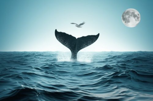 巨鯨的怒濤、聯準會的鴿鳴與機構的暗流：加密貨幣的成年禮，你準備好了嗎？